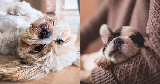 Choose a cozy sleeping blanket that will provide them with the perfect place to snuggle down ๐