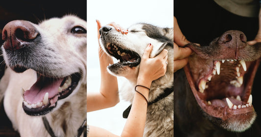 Why does my dog's breath smell? - ๐ถTips to prevent bad breath in dogs!