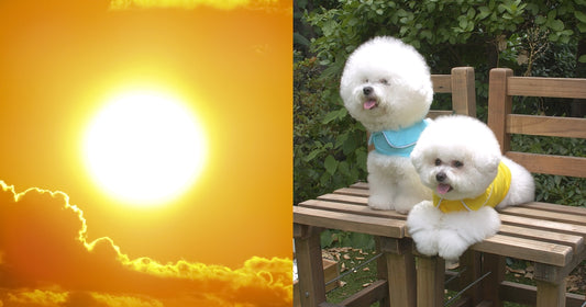 Worried about your furkid getting heat stroke in this hot weather? This cute little vest is highly recommended by pet owners in Korea! Pets need to enjoy a โcoolโ Summer too!
