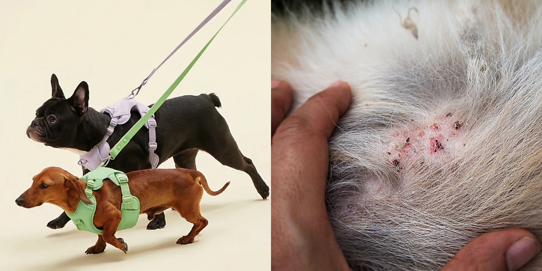 My Buddy Anti-Bug Walk Patch - Protect Your Dog, Enjoy Every Walk