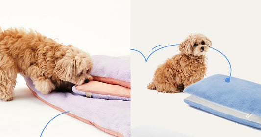 Does your dog have a blanket? How to choose a good blanket that is practical and comfortable ๐ถ