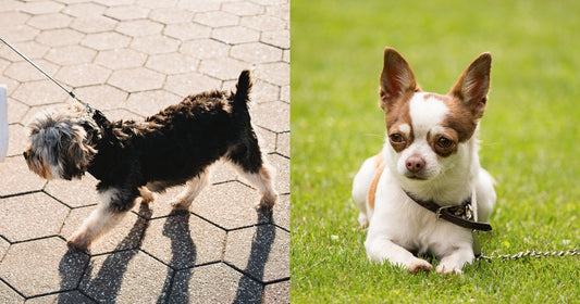 Why pet harnesses are usually better than neck collars โ and customers reviews๐๐ปโโ๏ธ