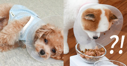 Stress will make it more difficult for your pet's body to recover after surgery, so the less stress the better!