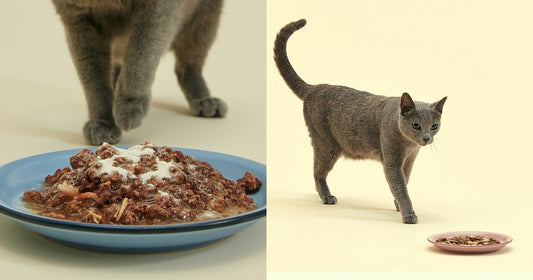 Did u give your cat a supplement? | Like humans, pets can use some extra support 😺