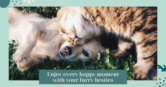 The International Day of Happiness: Ways to share happiness with your furry besties 💫