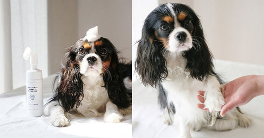 How To Bathe Your Dog - At Home and Outside!