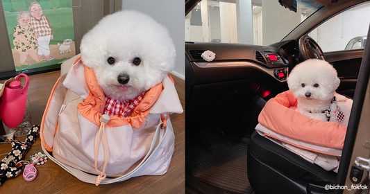 "Pet carrier or cushion, can't tell?" Korean brand pet outing bag! Hottt item on IG🔥 Highly rated♡