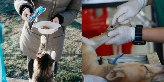 How to take good care of your pet after surgery⭕️🤔