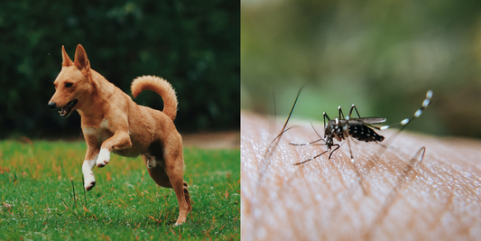 Bug spray and clip for dogs that safely keep pests away👋🏻🦟