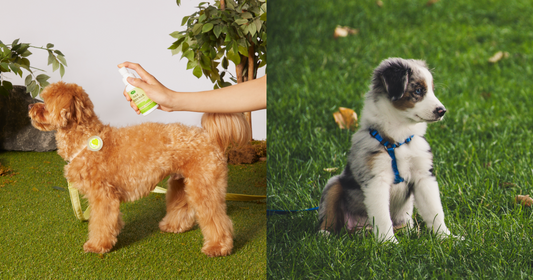 【Pet Tips】Dog parents come and see! 3 precautions for dog walk inform to you🚨