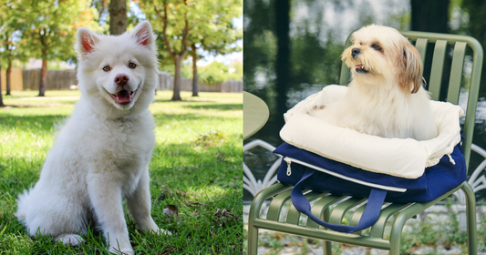 Have fun every day with your kiddo!🐶 🐱 4 Ways to Make Your Pet Happier🥰