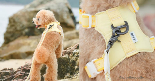 【Cute Dog Collection】 Korea's best-selling necessary for dog walks
