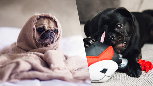 This is what happens to your dog when you leave it alone at home. Here are 5 easy steps to treat Separation Anxiety in Dogs.