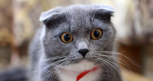 "My owner doesnโt understand how I feel...why?" The distressing voice of a pet after going through a neuter surgery.