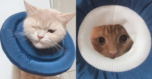 Stop wearing hard plastic collars for them! The ''anti-lick and bite collar'' choose by 10,000 people in Korea!🏆