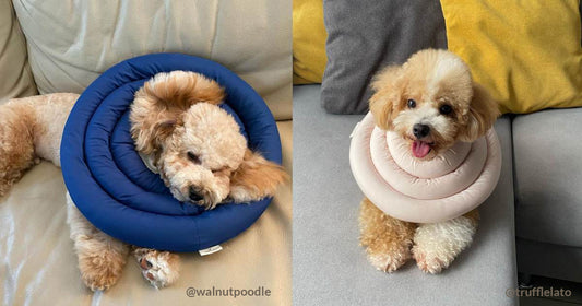 Reviews Neck Collar | Prevent licking, and speed up wound healing!