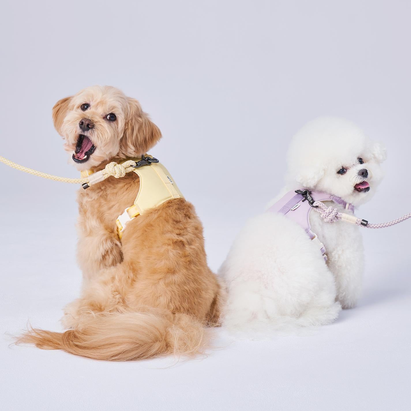 Arrr bouncing dog harness in 2 colours, butter yellow and lily lavender. Best dog harness design with stretch band and adjustable straps.