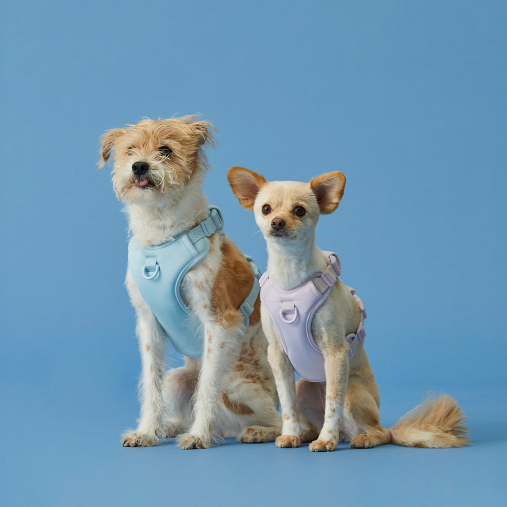 Macaron Harness Ver.2 | Minimize Trachea Pressure