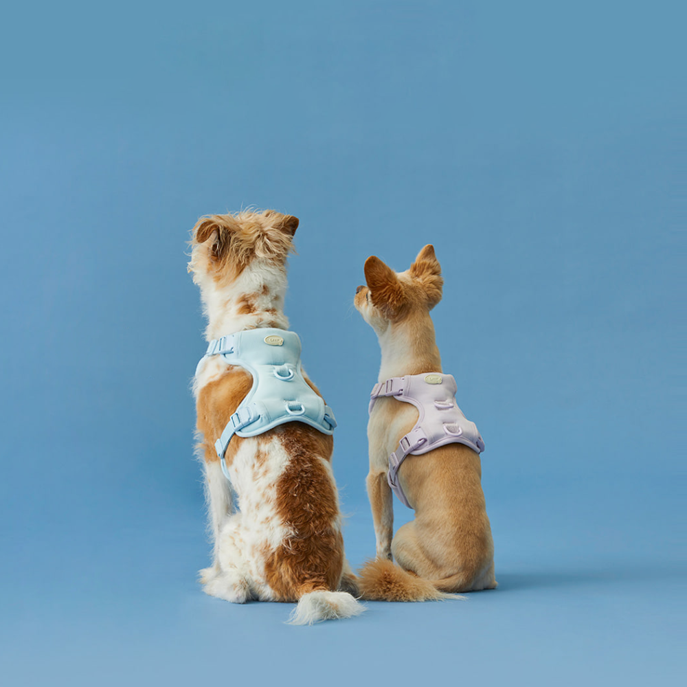Macaron Harness Ver.2 (NEW!)