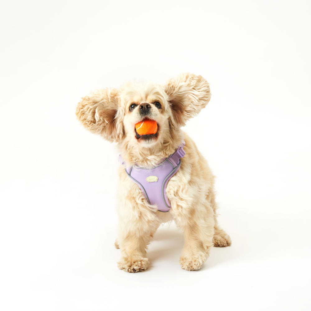 myfit Safety Harness