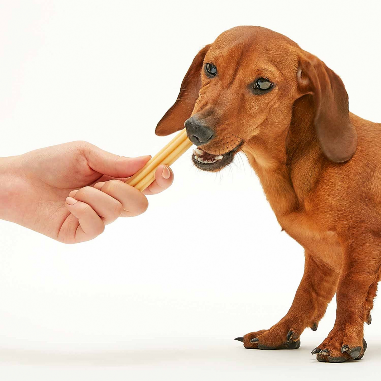 Dental Chew