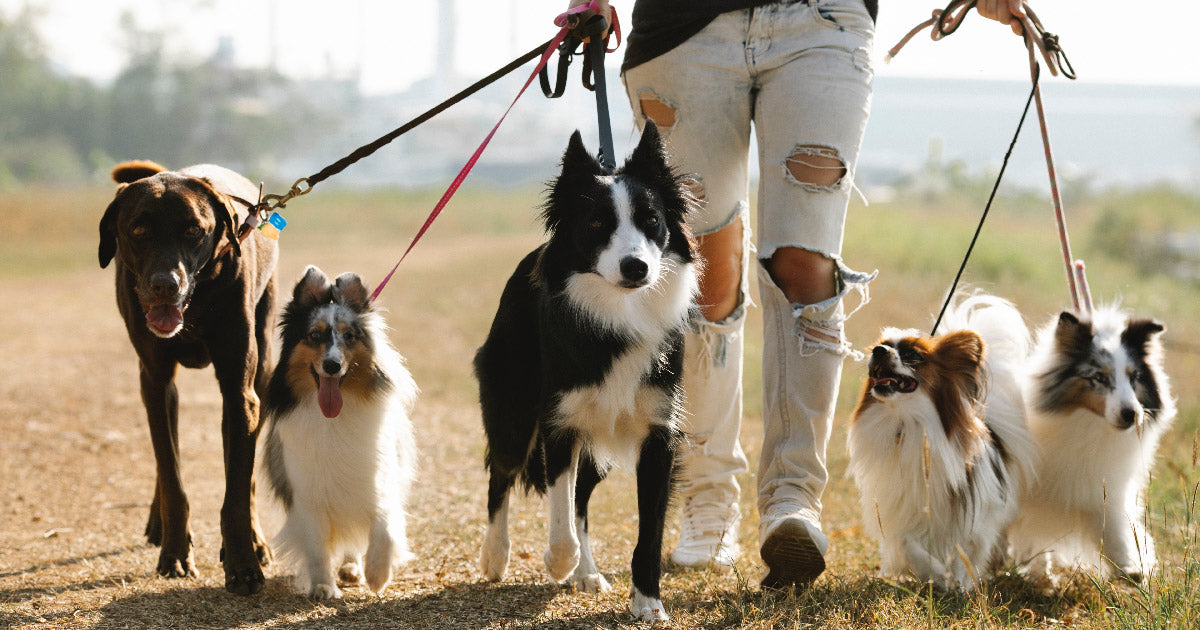 Dog walking safety store gear