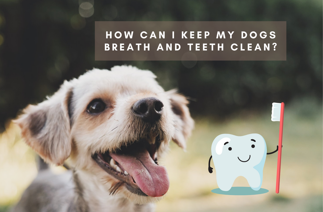 5 easy ways to keep your dog's teeth clean and breath fresh
