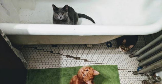 Like fighting a war when you tried to bathe your pet? You may be doing it the wrong way!