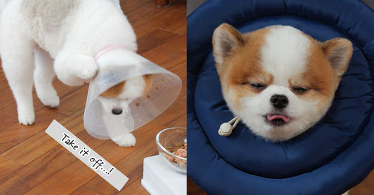 Bid goodbye to the hard and rough medical collar! 'This' is the one people in Korea are getting for their pets, are you going to get it too?