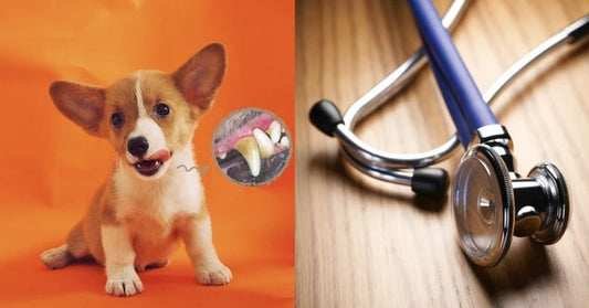 Keep eating snacks but never brush teeth? Don’t let your furkid suffer from oral health issues!