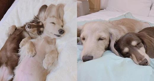 Dogs’ Sleeping Positions And Habits Tell You A Lot About Their Personality And Health ♥