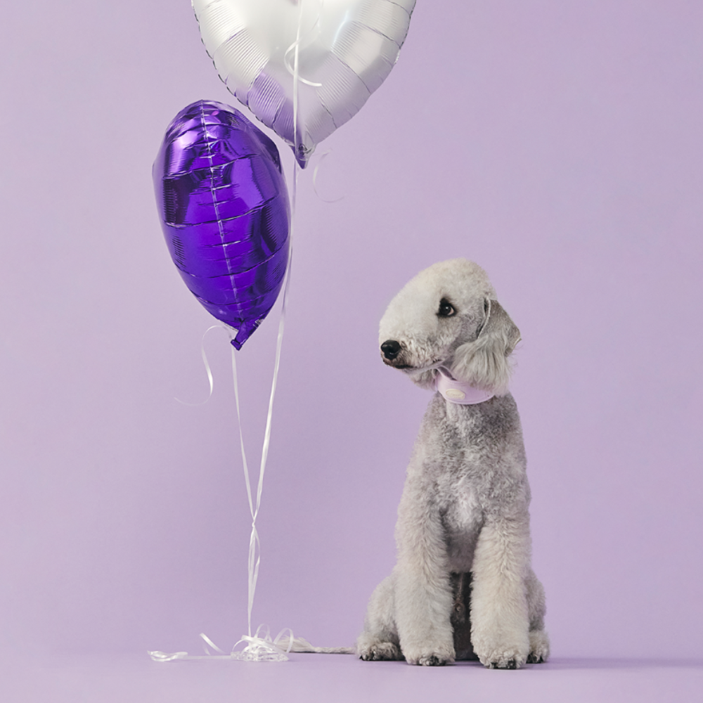 myfit Cushion Buffer Collar