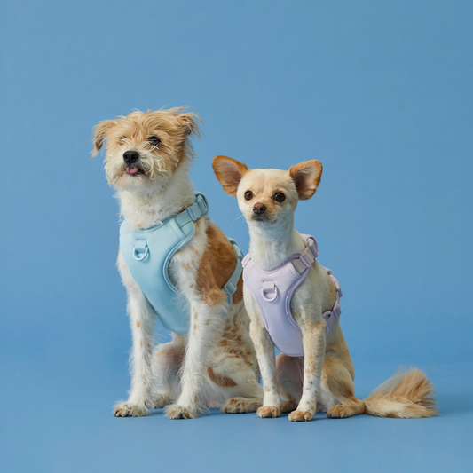 Macaron Harness Ver.2 (NEW!)