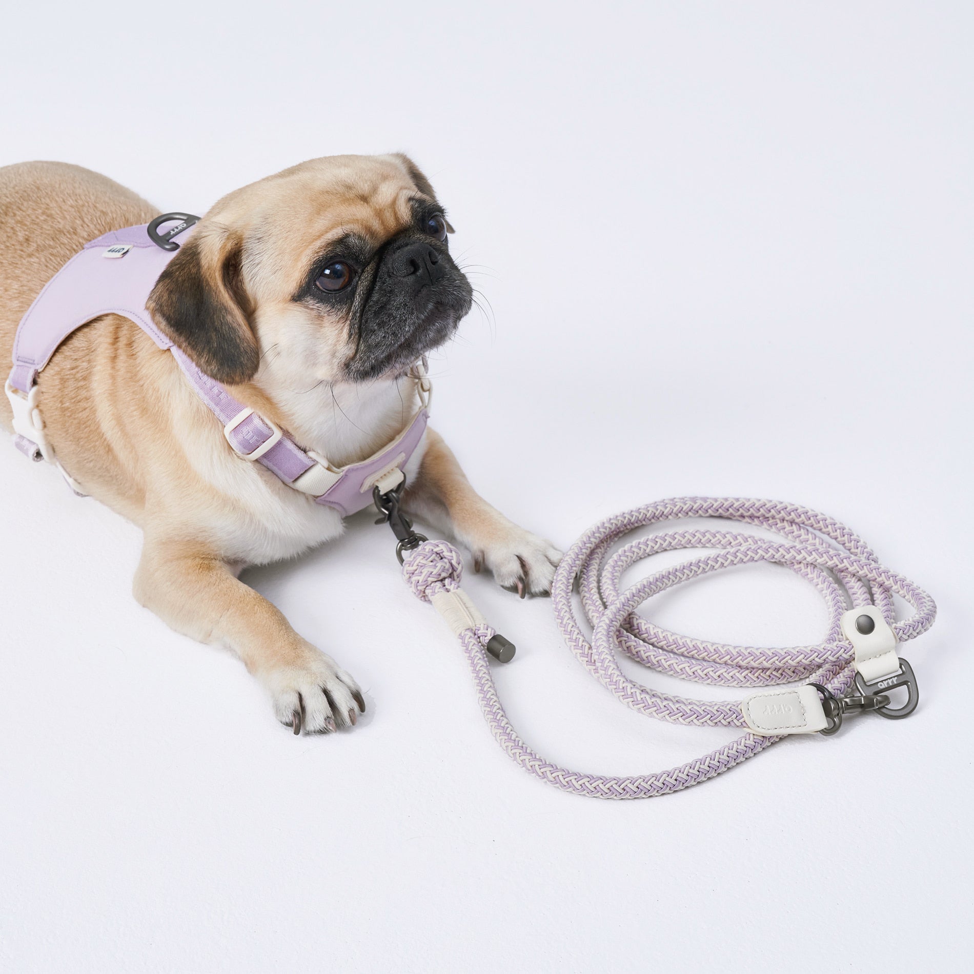 Arrr bouncing dog leash in lily lavender. Perfect holding experience with soft and flexible material. Adjustable D-ring design for better size of hand-holding or attaching to a fixed object.