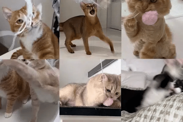 Porong Cat Teaser (NEW!)