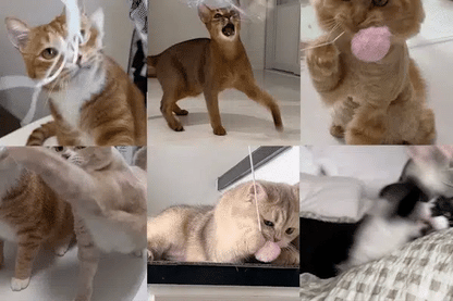 Porong Cat Teaser (NEW!)