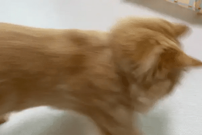 Porong Cat Teaser (NEW!)