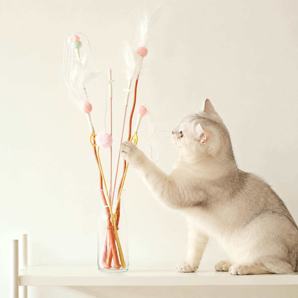 Porong Cat Teaser (NEW!)